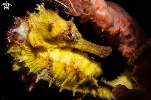 A Thorny seahorse