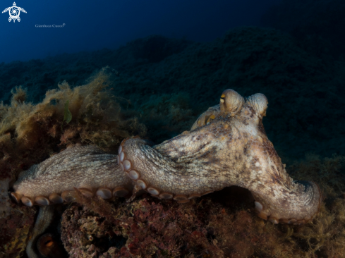 A Octopus vulgaris | Octopus