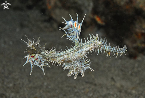 A ghost pipefish