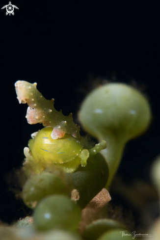 A Nudibranch 