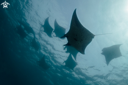 A Manta rays