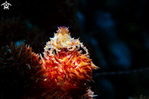 A Candy Crab