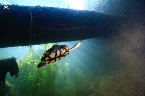 A Freshwater Turtle