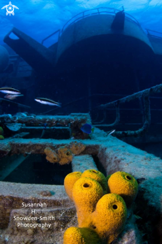 A Kittiwake and Sponges