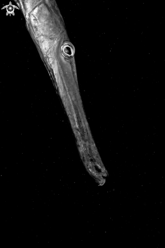 A Trumpetfish