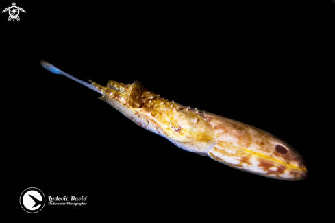 A Pygmy Cuttlefish