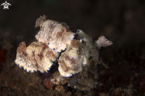 A Nudibranch  Goniobranchus aureopurpureus 