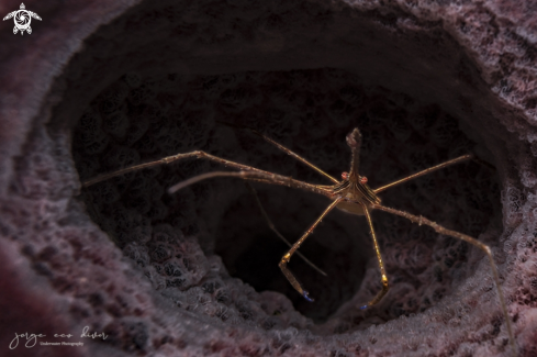 A Stenorhynchus Seticornis | Spider Crab