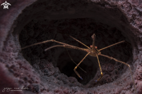 A Spider Crab