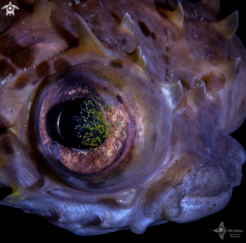 A Balloonfish