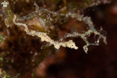 A Lembeh Sea Dragon 