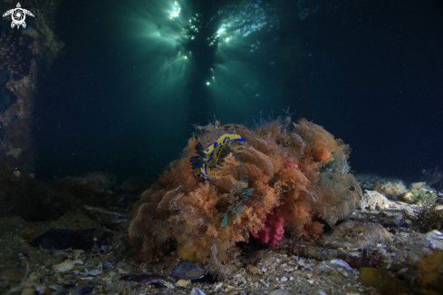 A Nudibranch