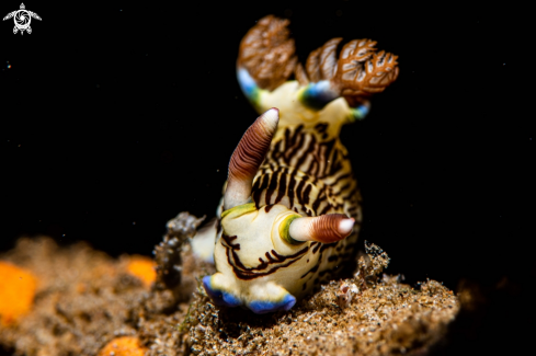 A Nembrotha lineolata