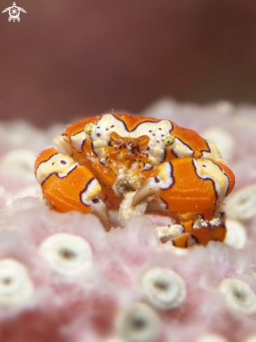 A Gaudy clown crab