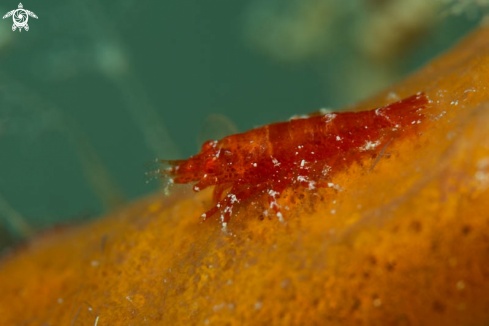 A Cryptic Sponge Shrimp 