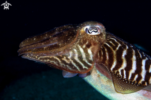 A Cuttlefish