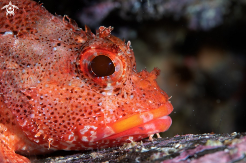 A Skulpin fish