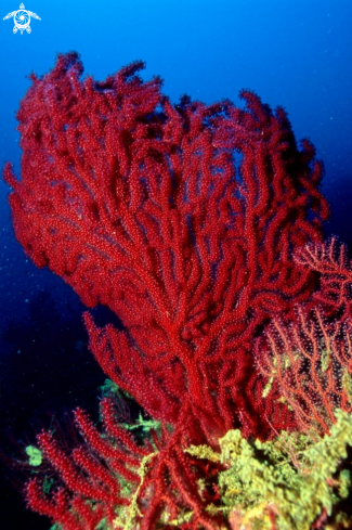 A coral