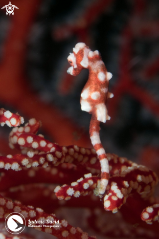 A Denise Pygmy Seahorse