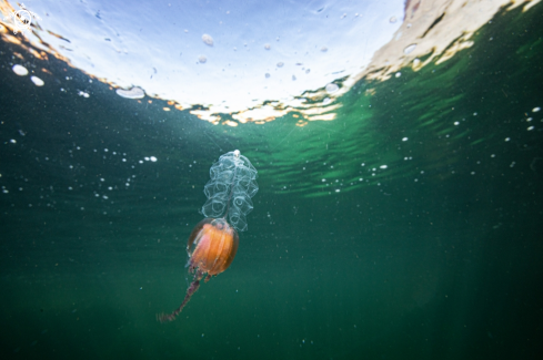 A Hula skirt jellyfish