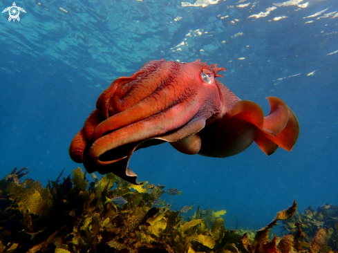 A Australian giant cuttlefish