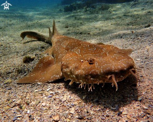 A orectolobus maculatus | spotted wobbegong