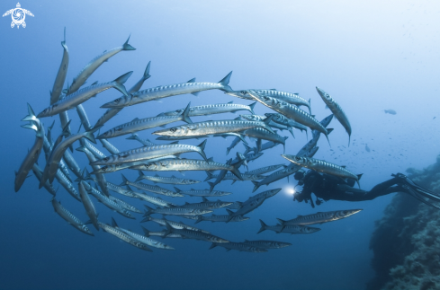 A Barracudas