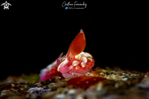 A Babakina indopacifica - White-faced babakina  | Nudibranch