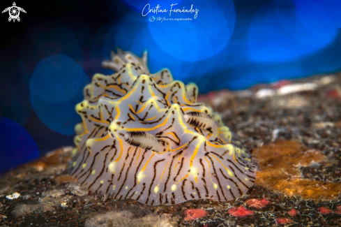 A Halgerda willeyi - Willey's halgerda | Nudibranch