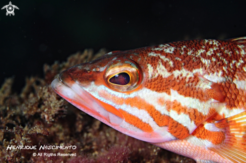 A underwater creature