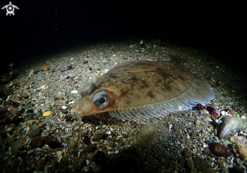 A Flounder