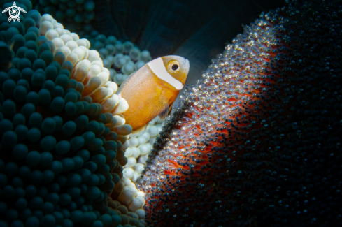 A Anemonefish