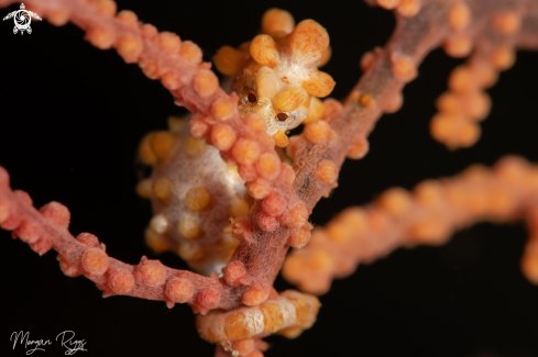 A Yellow Bargibanti Pygmy Seahorse