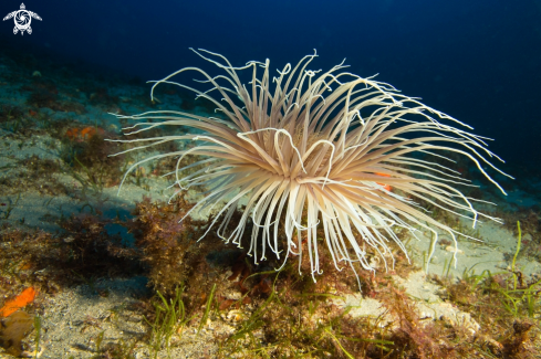 A Cerianthus Membranaceus | Cerianto