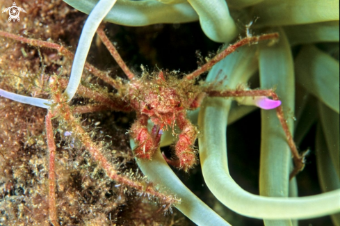 A Inachus phalangium | Anemone Crab