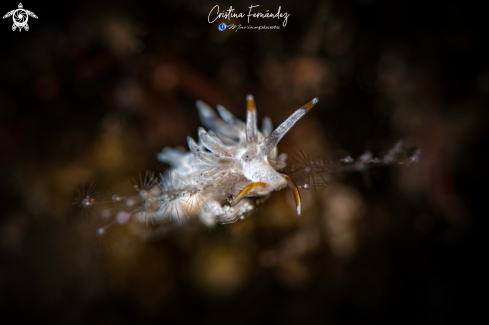 A Trinchesia sp - Orange barbel trinchesia | Nudibranch