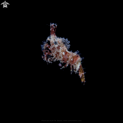 A Saron marmoratus | Marble shrimp