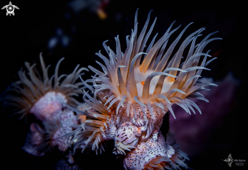 A Nemanthus annamensis (Carlgren, 1943) | Leopard anemone - Gorgonian Wrapper