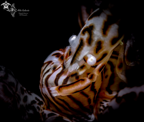 A Leopard Anemone Shrimp