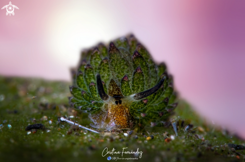 A Nudibranch