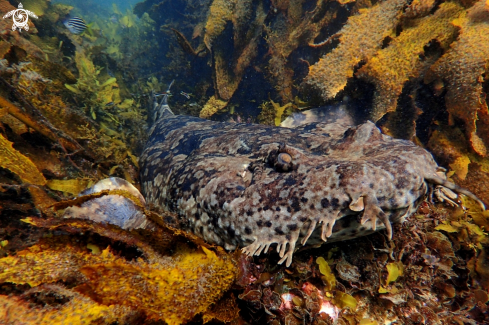 A Banded wobbegong