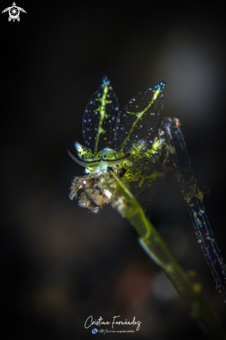 A Stiliger sp | Nudibranch