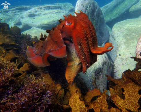 A Australian giant cuttlefish