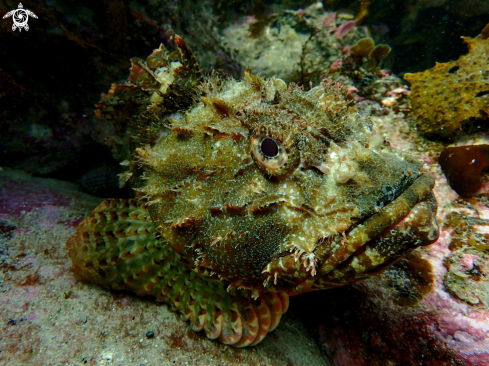 A Eastern red scorpionfish