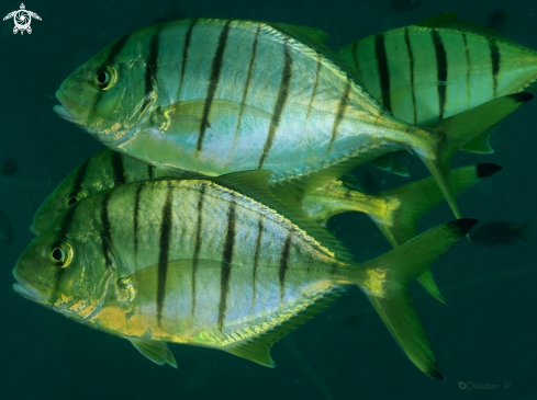 A Golden trevally 