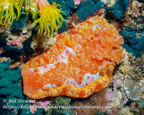 A Hexabranchus sanguineus | Spanish Dancer