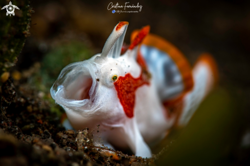 A Antennarius maculatus | Frogfish