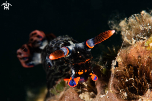 A Nudibranch 