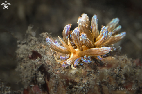 A Nudibranch Phyllodesmium lizardensis 