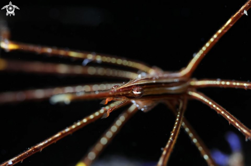 A Spider crab